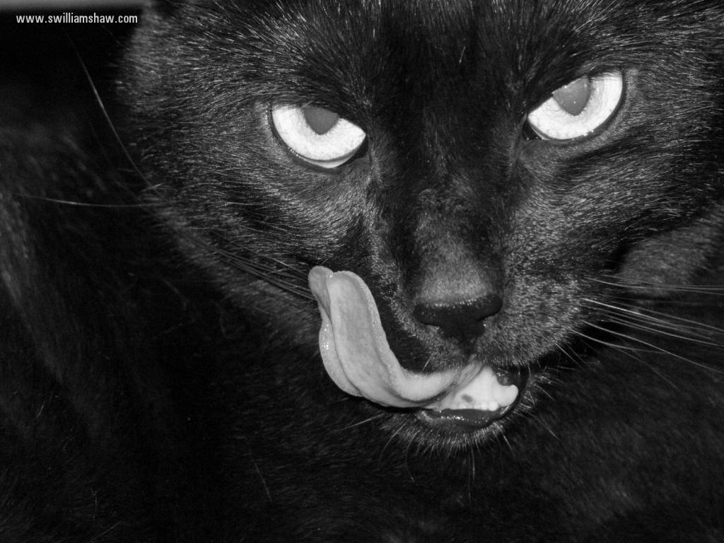 Shrodingers-Cat photo